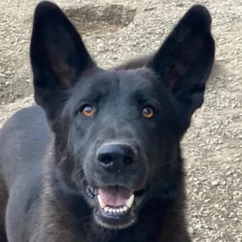 Zanders, male 3yo Mixed Breed for adoption at Hundegarten Serres, Euskirchen