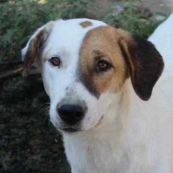 Akeila, female 3yo Mixed Breed for adoption at Hundegarten Serres, Euskirchen