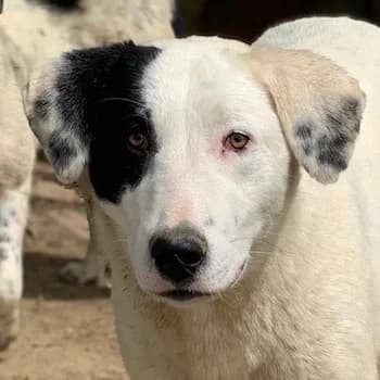 Joy, female 3yo Mixed Breed for adoption at Hundegarten Serres, Euskirchen
