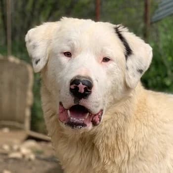 Ambar, male 3yo Mixed Breed for adoption at Hundegarten Serres, Euskirchen