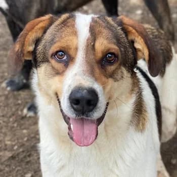 Antonio, male 3yo Mixed Breed for adoption at Hundegarten Serres, Euskirchen