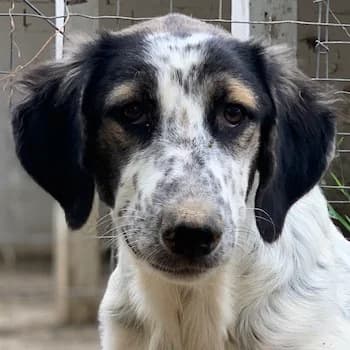 Lemon, female 3yo Mixed Breed for adoption at Hundegarten Serres, Euskirchen