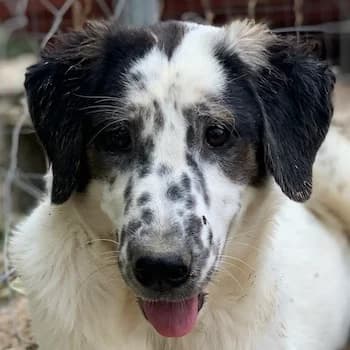 Lime, female 3yo Mixed Breed for adoption at Hundegarten Serres, Euskirchen