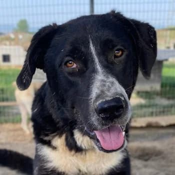 Schubert, male 3yo Mixed Breed for adoption at Hundegarten Serres, Euskirchen