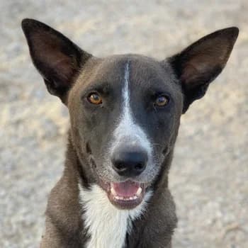 Einstein, male 5yo Mixed Breed for adoption at Hundegarten Serres, Euskirchen