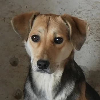 Atlanta, female young Mixed Breed for adoption at Hundegarten Serres, Euskirchen