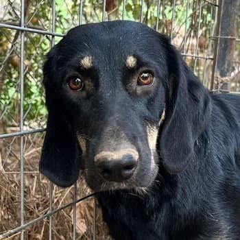 Blueberry, female 3yo Mixed Breed for adoption at Hundegarten Serres, Euskirchen