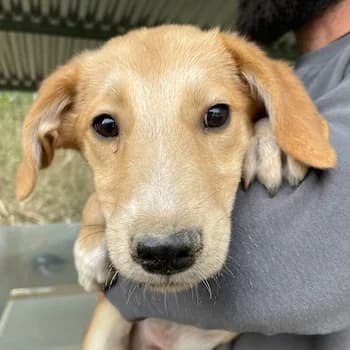 Chicago, male young Mixed Breed for adoption at Hundegarten Serres, Euskirchen
