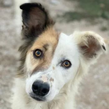 Motti, female young Mixed Breed for adoption at Hundegarten Serres, Euskirchen