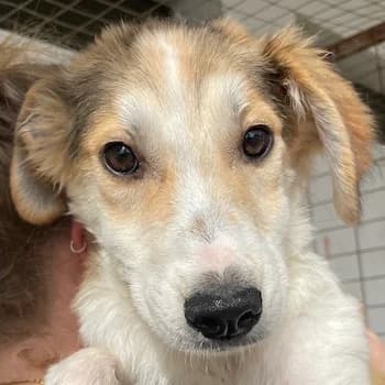 Fichte, female young Mixed Breed for adoption at Hundegarten Serres, Euskirchen