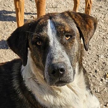 Saria, female young Mixed Breed for adoption at Hundegarten Serres, Euskirchen