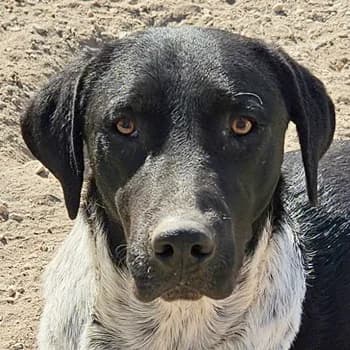 Tinu, male young Mixed Breed for adoption at Hundegarten Serres, Euskirchen