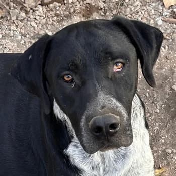 Wilson, male young Mixed Breed for adoption at Hundegarten Serres, Euskirchen