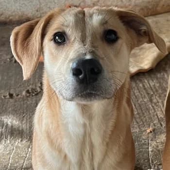 Honolulu, female young Mixed Breed for adoption at Hundegarten Serres, Euskirchen