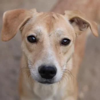 Phoenix, female young Mixed Breed for adoption at Hundegarten Serres, Euskirchen