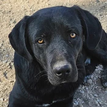 Johannes, male young Mixed Breed for adoption at Hundegarten Serres, Euskirchen