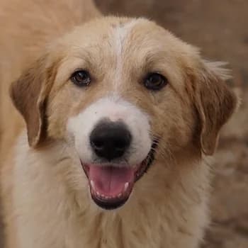 Alrakis, female young Mixed Breed for adoption at Hundegarten Serres, Euskirchen