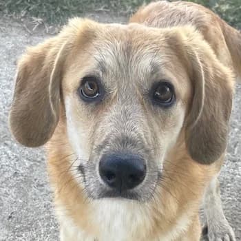 Berita, female 3yo Mixed Breed for adoption at Hundegarten Serres, Euskirchen