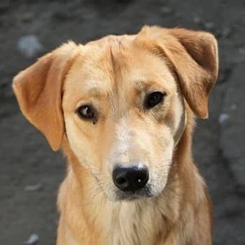 Boston, male young Mixed Breed for adoption at Hundegarten Serres, Euskirchen
