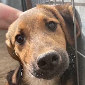 Houston, male young Mixed Breed for adoption at Hundegarten Serres, Euskirchen