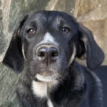 Mantis, female young Mixed Breed for adoption at Hundegarten Serres, Euskirchen