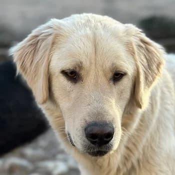 Nebula, female young Mixed Breed for adoption at Hundegarten Serres, Euskirchen