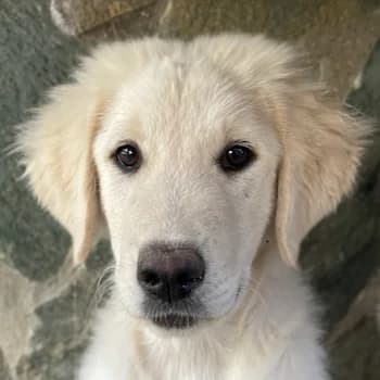 Gamora, female young Mixed Breed for adoption at Hundegarten Serres, Euskirchen