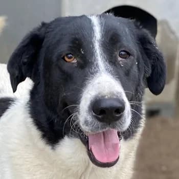 Kastor, male senior Mixed Breed for adoption at Hundegarten Serres, Euskirchen
