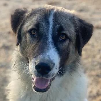 Joel, male 3yo Mixed Breed for adoption at Hundegarten Serres, Euskirchen