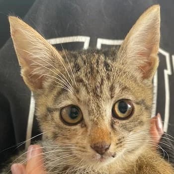 Lutzi, young Mixed Breed for adoption at Hundegarten Serres, Euskirchen