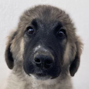 Groot, male young Mixed Breed for adoption at Hundegarten Serres, Euskirchen
