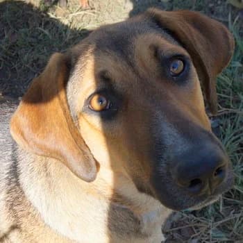 Sabrina, female 3yo Mixed Breed for adoption at Hundegarten Serres, Euskirchen