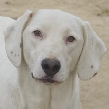 Funky, male 4yo Mixed Breed for adoption at Hundegarten Serres, Euskirchen