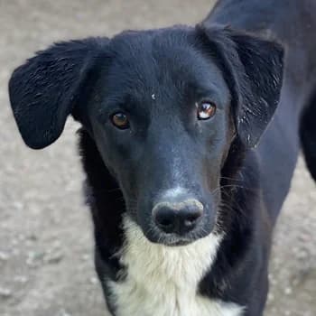 Nikka, female young Mixed Breed for adoption at Hundegarten Serres, Euskirchen
