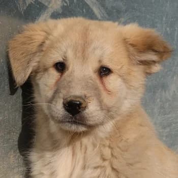 Hannes, male young Mixed Breed for adoption at Hundegarten Serres, Euskirchen