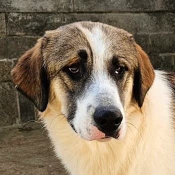 Timbert, male young Mixed Breed for adoption at Hundegarten Serres, Euskirchen