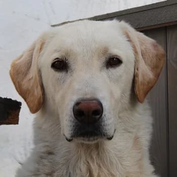 Legolas, male senior Mixed Breed for adoption at Hundegarten Serres, Euskirchen