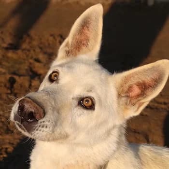 Luuk, male 7yo Mixed Breed for adoption at Hundegarten Serres, Euskirchen