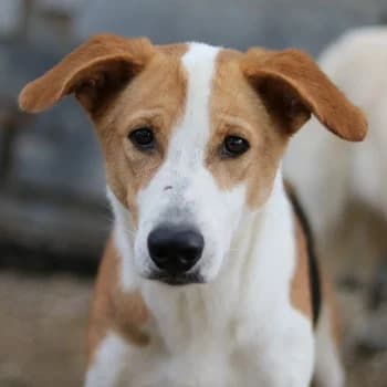 Eneas, male young Mixed Breed for adoption at Hundegarten Serres, Euskirchen