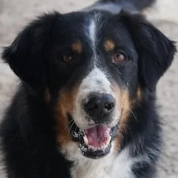 Silvan, male 3yo Mixed Breed for adoption at Hundegarten Serres, Euskirchen
