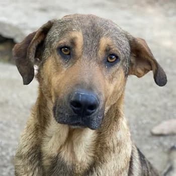 Novo, male 3yo Mixed Breed for adoption at Hundegarten Serres, Euskirchen