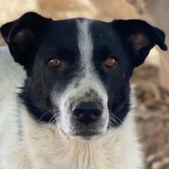 Merenda, female 3yo Mixed Breed for adoption at Hundegarten Serres, Euskirchen