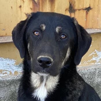 Kuno, male young Mixed Breed for adoption at Hundegarten Serres, Euskirchen