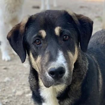 Liko, male young Mixed Breed for adoption at Hundegarten Serres, Euskirchen