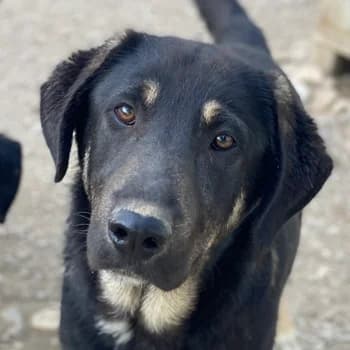 Neco, male young Mixed Breed for adoption at Hundegarten Serres, Euskirchen