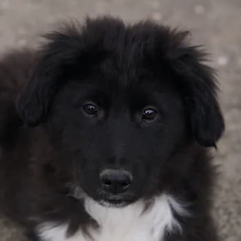 Baron, male young Mixed Breed for adoption at Hundegarten Serres, Euskirchen