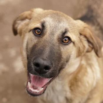 Lauser, male young Mixed Breed for adoption at Hundegarten Serres, Euskirchen