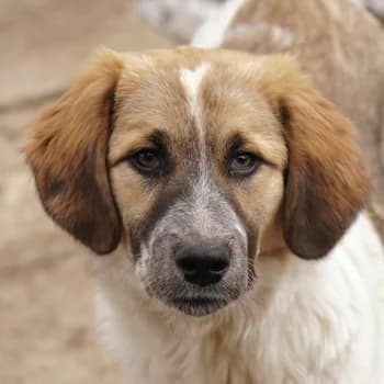 Thia, female young Mixed Breed for adoption at Hundegarten Serres, Euskirchen