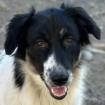 Lady, female young Mixed Breed for adoption at Hundegarten Serres, Euskirchen