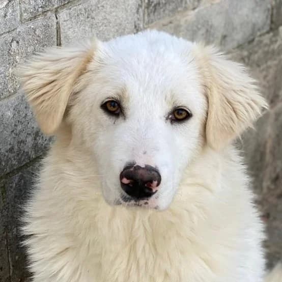 Frauke, female young Mixed Breed for adoption at Hundegarten Serres, Euskirchen